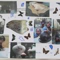 Children's workbook activity sheet with collage