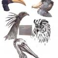 Sketchbook page featuring five different birds species