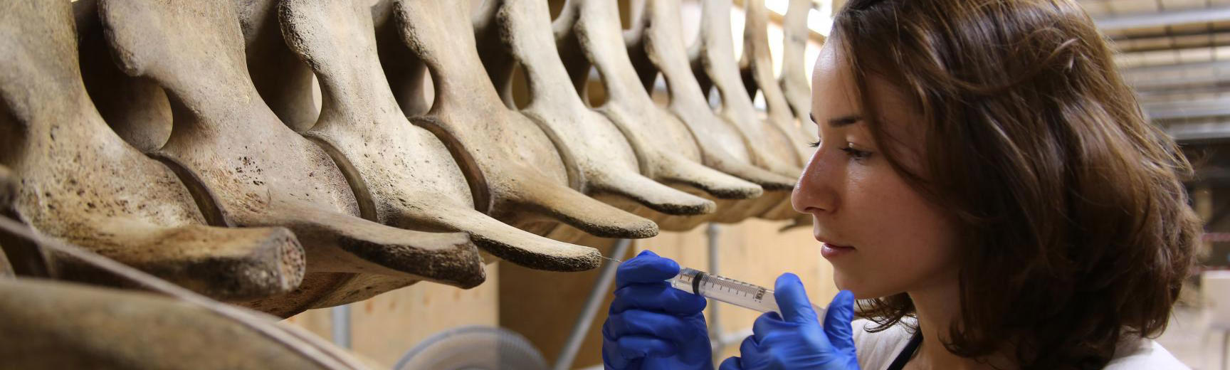 Conservator injecting whale bones with a syringe