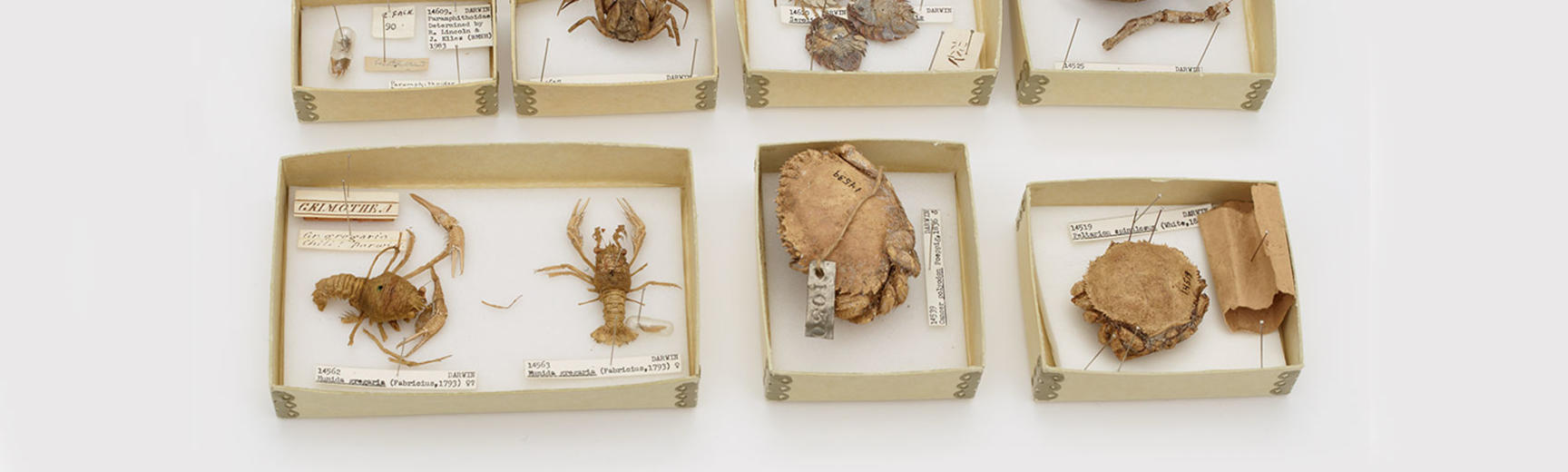 Crabs specimens