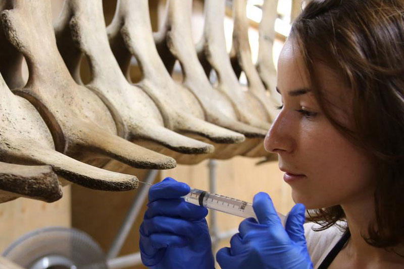 Conservator injecting whale bones with a syringe