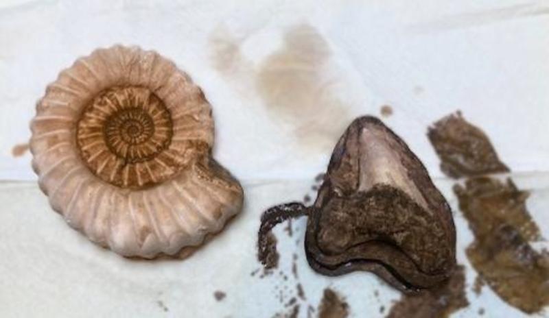 Casts taken of an ammonite fossil and a predator tooth fossil