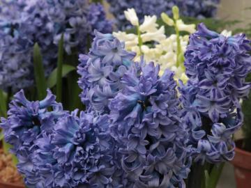Hyacinth from the Botanic Garden Hyacinth from the Botanic Garden