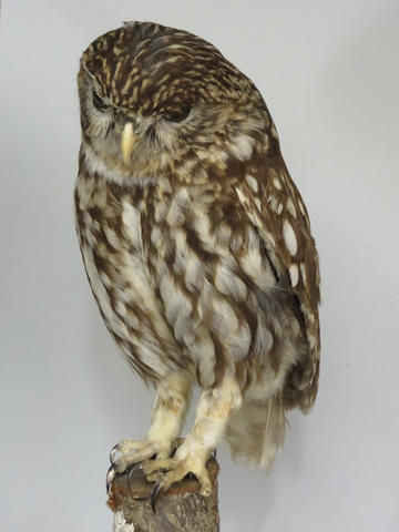 Little owl taxidermy Little owl