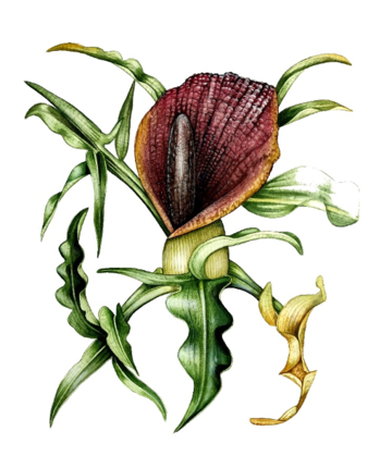 Drawing of a red flower-like plant surrounded by green leaves