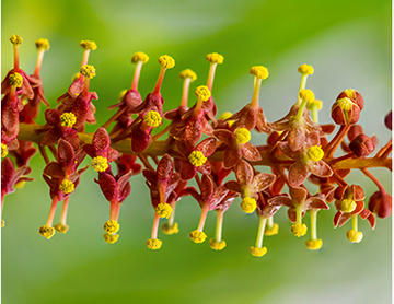 Stacked nepenthes flower