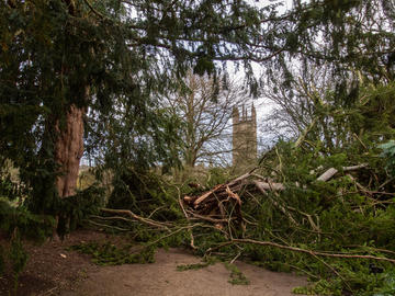 Bobart's yew after storm damage, February 2020 Bobart's yew after storm damage, February 2020